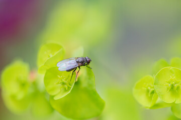 Iridescent Fly in Green Dreamscape