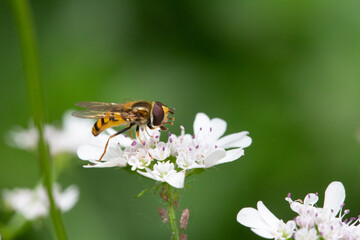 Hoverfly Delicately Feeding on White Blossoms