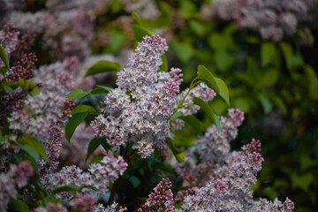 Fototapeta premium Dense Lilac Cluster in Full Spring Bloom