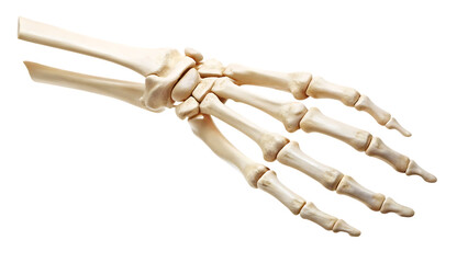 human skeleton hand isolated on white background PNG