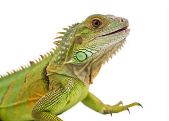 Obraz premium green and yellow cute iguana lizard on white background, PNG