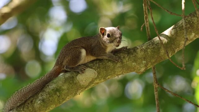 4K Stock Footage of Irrawaddy Squirrel or hoary-bellied Himalayan squirrel.