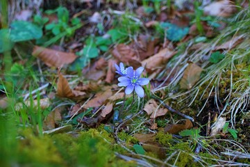 Spring’s Quiet Arrival the blue liver leaf