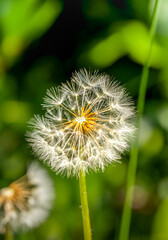 Delicate Dandelion (Taraxacum officinale) seedhead poised for dispersal against a sunlit meadow backdrop