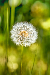 Dandelion (Taraxacum officinale) seedhead revealing radial symmetry and filamentous parachutes