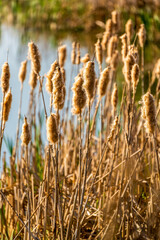Typha latifolia seedheads rising above a sunlit pond margin