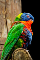 Vibrant Rainbow Lorikeet (Trichoglossus moluccanus) perched on a weathered wooden post against a deep black backdrop with a contemplative tilt