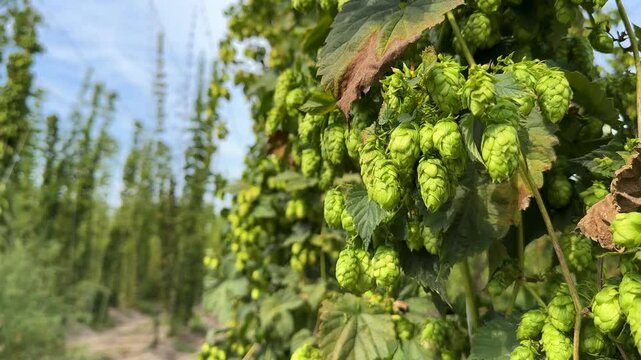 Lush Hop Plantation with Perfect Green Cones Ready for Harvest Against Backdrop of Organized Field Rows