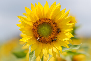 Fototapeta premium Shiny Sunflower With Three Bees And Golden Ratio