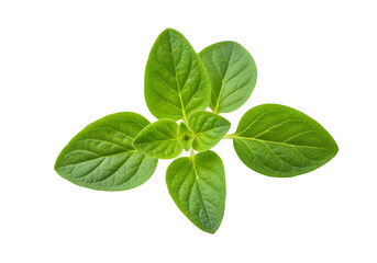 Fresh oregano sprig isolated on black background