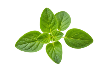 Fresh oregano sprig isolated on black background