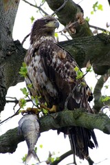Juvenile Bald Eagle proud of his catch