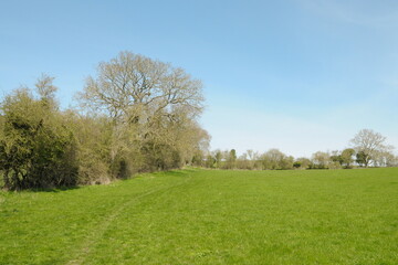 Obraz premium Scenic view of a green grass field in the countryside