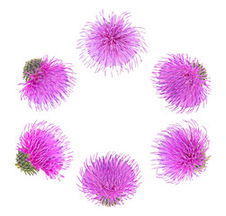 Different flowers of milk thistle buds isolated on a white background, top view. Silybum marianum.