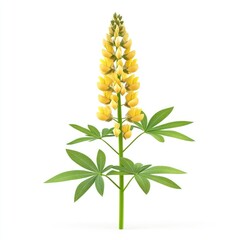 Isolated, vibrant yellow lupine flower and foliage.