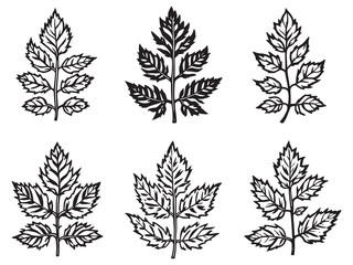 Nettle Leaf Detailed Line Art for Nature Lovers