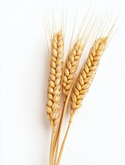 Isolated Wheat Stalk on White Background: Nature's Grain and Crop Beauty
