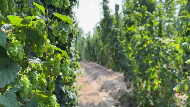Premium Quality Beer Hops Thriving in Agricultural Landscape with Carefully Arranged Cultivation Rows