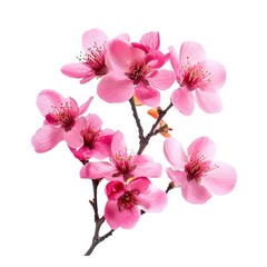 Fototapeta premium Pink blossoms spring flower isolated on white background