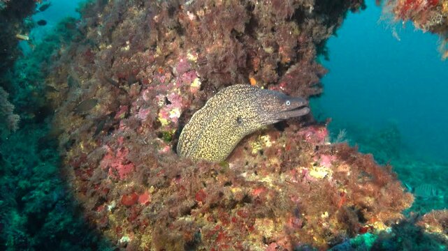 Nature underwater - Moray eel in a colourful underwater scene