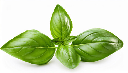 Fototapeta premium basil leaves spice closeup isolated on white background