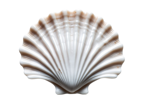Close-up of a Delicate White Seashell with Fine Ridges, Isolated on White Background