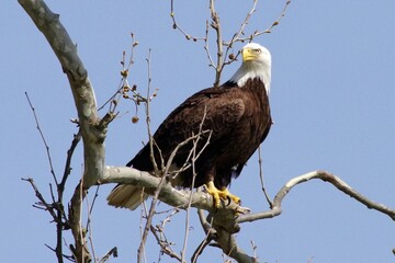 Bald Eagle on branch 6