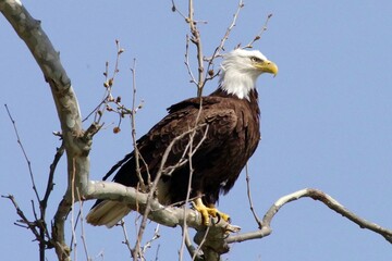 Bald Eagle on branch 04
