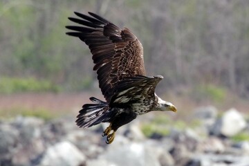 Juvenile Bald Eagle in flight 2