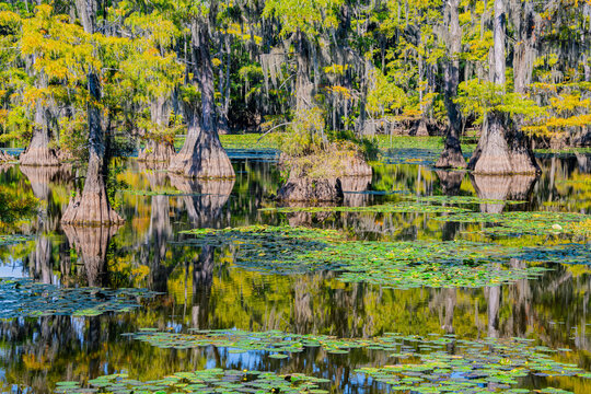 Caddo Lake