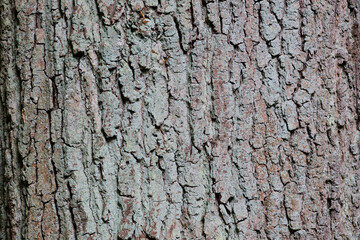 tree bark texture