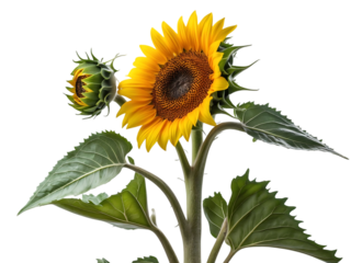 Vibrant Sunflower with Bud A Stunning Close-Up Photograph
