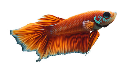 Fototapeta premium Vibrant Orange Fish with Flowing Fins Isolated on Black Background Perfect for Aquarium Themes