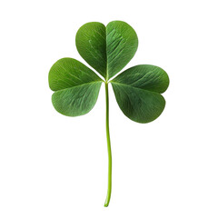 Clover leaf close-up natural environment botanical photography. Isolated on transparent background, png.