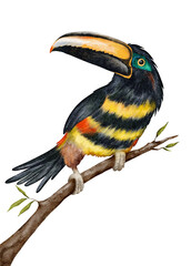 Watercolor illustration of the Arakari bird. Illustration of a black-necked Arakari bird, isolated on a white background. Pteroglossus pluricinctus, multi-strip arakari