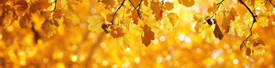 Fototapeta premium Vibrant Fall Header: Long Banner Featuring Yellow Autumn Leaves Against a Captivating Background