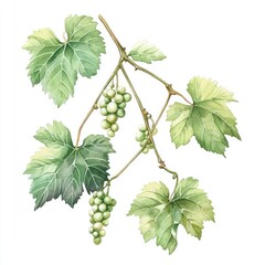 Watercolor Vine Sketch: A Collection of Lush Grape Leaves in Green Hues, Capturing the Essence of Summer Nature