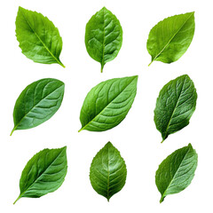 Fototapeta premium Green leaves collection nature high-quality image studio close-up. Isolated on transparent background, png.