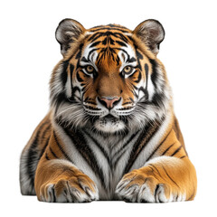 Fototapeta premium Majestic tiger resting in natural habitat close-up photography. Isolated on transparent background, png.