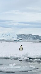 Naklejka premium iceberg in antarctica