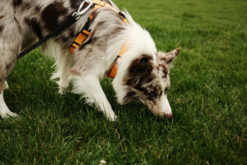 Merle Border Collie with an orange harness sniffing the grass while walking on a green field. The dog is focused, with head low to the ground, displaying natural scent-tracking behavior.