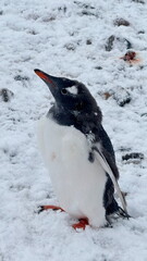 Obraz premium penguin in antarctica