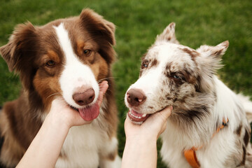 Two friendly dogs brown Australian Shepherd and red merle Border Collie being gently petted on woman's hands. A warm, affectionate moment between pets and their owner outdoors.