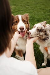 Two friendly dogs brown Australian Shepherd and red merle Border Collie being gently petted on woman's hands. A warm, affectionate moment between pets and their owner outdoors.
