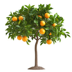 Citrus Grove isolated on white background