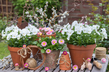 rustikales Garten-Arrangement mit weißen Hornveilchen (Viola cornuta) und Gänseblümchen (Bellis perennis) in Terracotta-Töpfen	