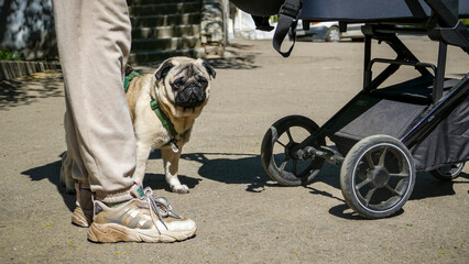 sand pug, purebred dog, red, full length, standing, owner's legs, baby carriage, well-groomed, on...