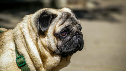 pug muzzle, sand dog, well-groomed, purebred, portrait, young, profile, sun, pet, walk