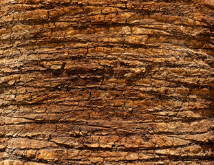 Detailed Texture of Palm Tree Bark. Closeup view of the textured patterned trunk of a tropical coconut palm tree. Close up of the tree trunk of a Date coconut Palm tree (Phoenix dactylifera)