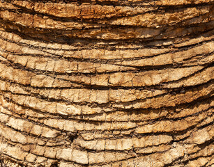 Detailed Texture of Palm Tree Bark. Closeup view of the textured patterned trunk of a tropical coconut palm tree. Close up of the tree trunk of a Date coconut Palm tree (Phoenix dactylifera)